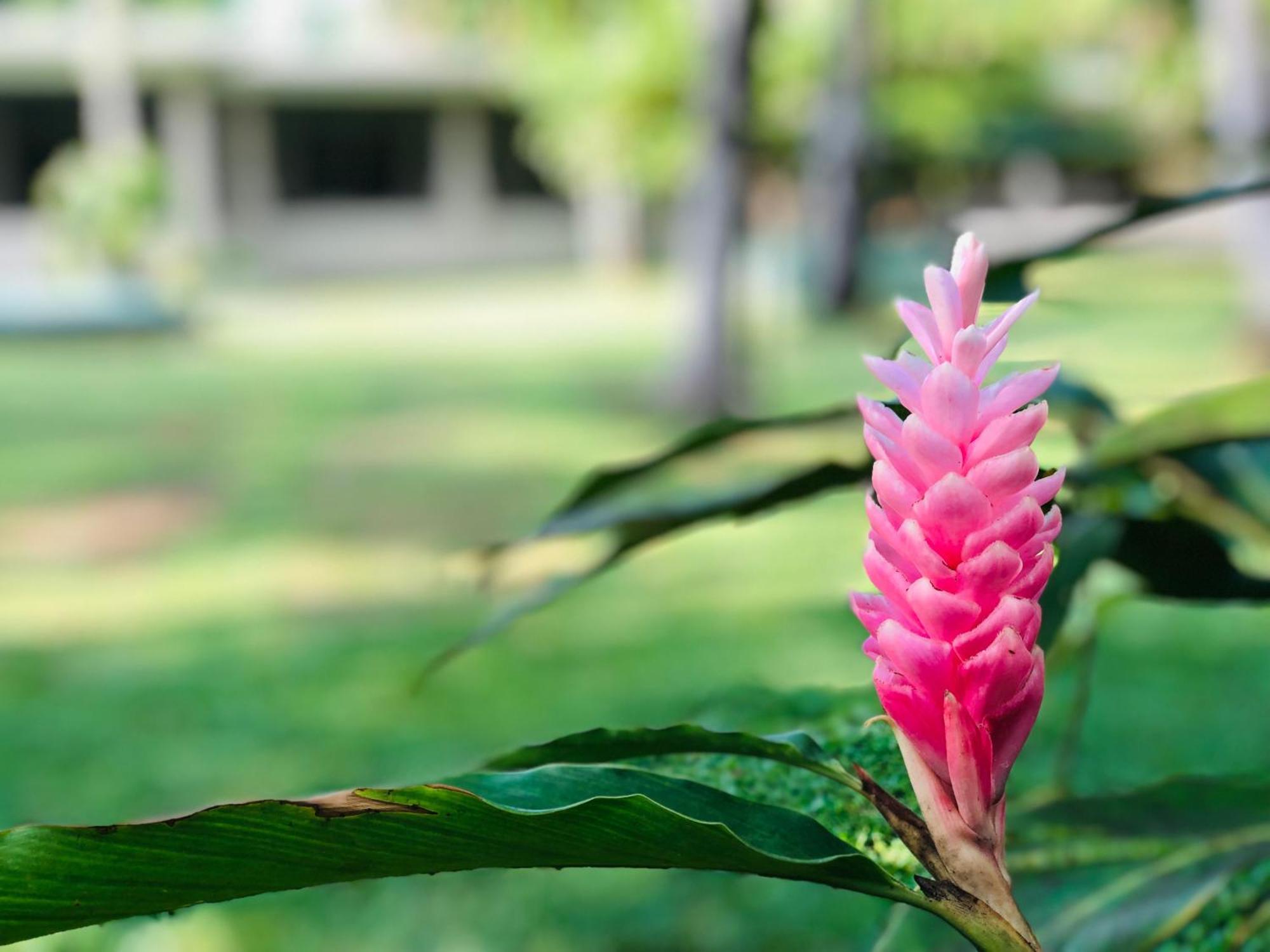 Paradise Garden Берувала Экстерьер фото