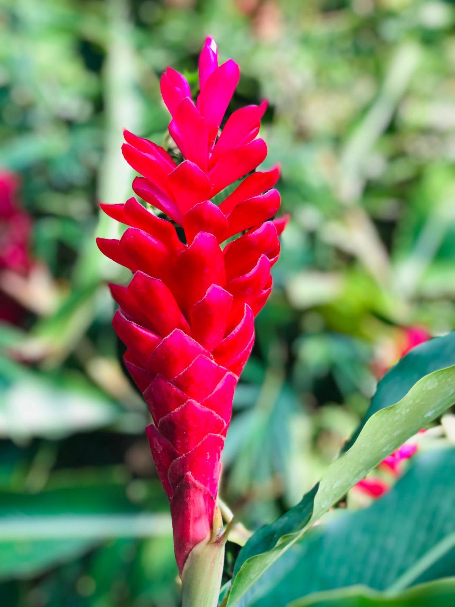 Paradise Garden Берувала Экстерьер фото